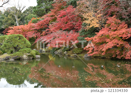 秋の仙洞御所　南池の葭島付近 121334330