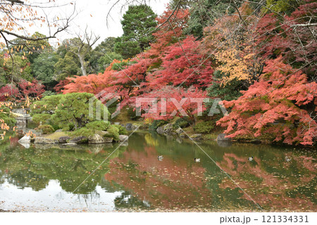 秋の仙洞御所　南池の葭島付近 121334331