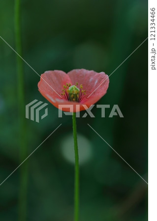 赤いポピーの花 赤いポピーの花 121334466