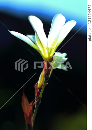 白いスパラキシスの花 白いスパラキシスの花 121334473