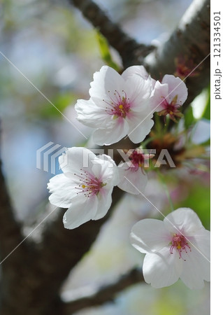 桜咲く 桜咲く 121334501