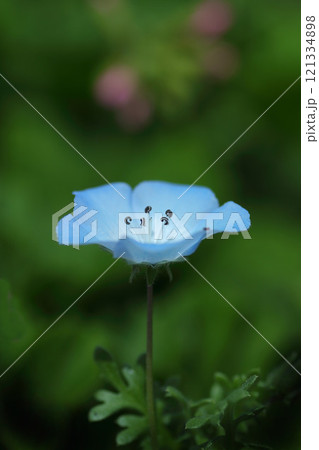 青いネモフィラ 121334898