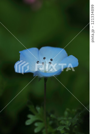 青いネモフィラの花 青いネモフィラの花 121334899