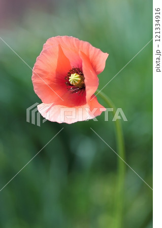 赤いポピーの花 赤いポピーの花 121334916