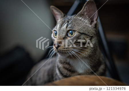 猫 ねこ ネコ 121334976