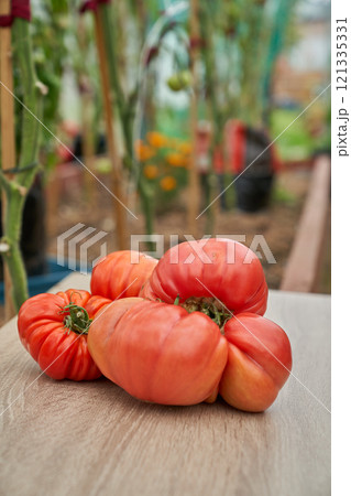 Red tomatoes on the wooden board, green greenhouse background 121335331