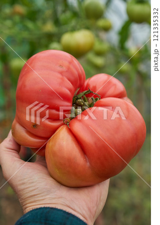 Red tomatoes man holding hand, green greenhouse background 121335332