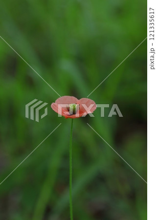 小さなナガミヒナゲシの花 小さなナガミヒナゲシの花 121335617