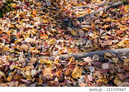 【御荷鉾スーパー林道】展望台への階段に積もる落葉 121335667