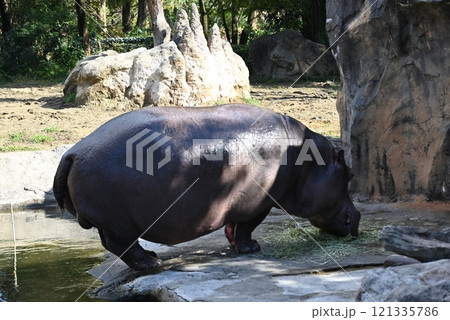草を食べるカバ 草を食べるカバ 121335786
