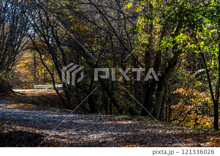 【御荷鉾スーパー林道】秋深まるワインディングロード 121336026