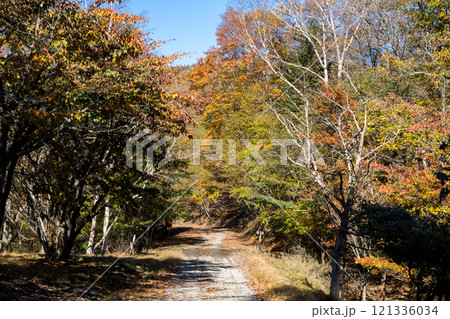 【御荷鉾スーパー林道】秋深まるオフロード 121336034