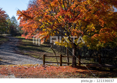 【御荷鉾スーパー林道】秋深まるみかぼ森林公園 121336037