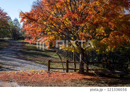 【御荷鉾スーパー林道】秋深まるみかぼ森林公園 121336038