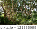 茨城県　酒列(さかつら)磯前神社の樹叢　 121336099