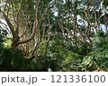 茨城県　酒列(さかつら)磯前神社の樹叢　 121336100