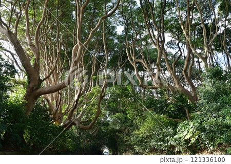 茨城県　酒列(さかつら)磯前神社の樹叢　 121336100