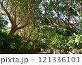 茨城県　酒列(さかつら)磯前神社の樹叢　 121336101