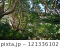 茨城県　酒列(さかつら)磯前神社の樹叢　 121336102