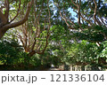 茨城県　酒列磯前(さかつらいそさき)神社の樹叢(じゅそう)　 121336104
