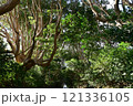 茨城県　酒列(さかつら)磯前神社の樹叢　 121336105