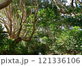 茨城県　酒列(さかつら)磯前神社の樹叢　 121336106