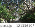 茨城県　酒列磯前(さかつらいそさき)神社の樹叢(じゅそう)　 121336107