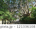 茨城県　酒列(さかつら)磯前神社の樹叢　 121336108