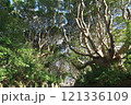 茨城県　酒列(さかつら)磯前神社の樹叢　 121336109