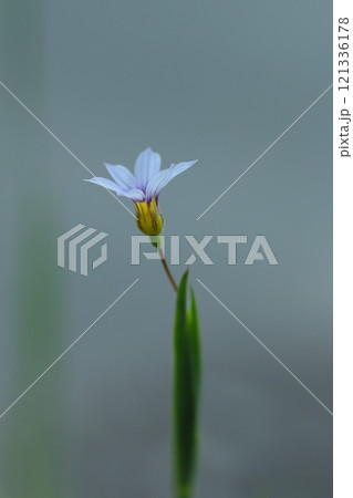 早春の野原に咲くルリニワゼキショウの白い花 121336178