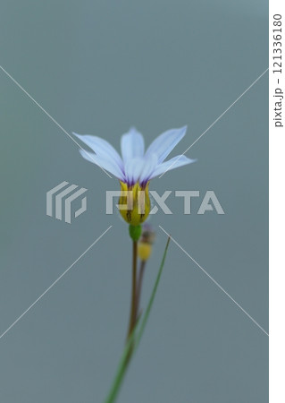 薄紫の小さなルリニワゼキショウの花 121336180