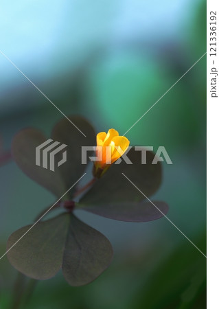 可憐なカタバミの花 121336192