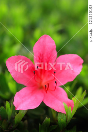 赤いツツジの花 赤いツツジの花 121336198