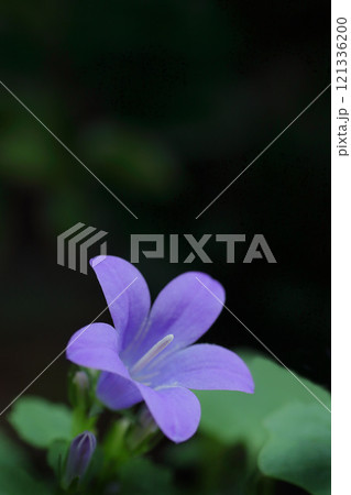 紫色の花を咲かせたオトメギキョウのアップ 121336200
