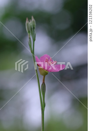 春の野に咲くユウゲショウの花 春の野に咲くユウゲショウの花 121336202