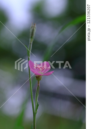 可憐な赤花夕化粧 可憐な赤花夕化粧 121336207