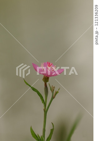 早春に咲くユウゲショウの花 121336209