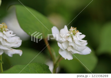 爽やか　八重咲ドクダミの花 121336269