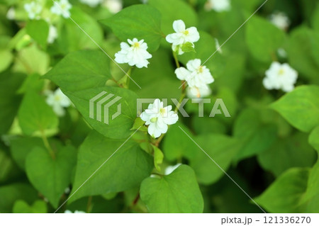 爽やか　八重咲ドクダミの花 121336270