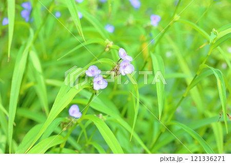 ムラサキツユクサの花 121336271