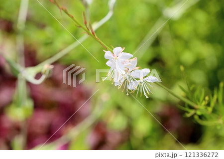 ガウラの花　ハクチョウソウ 121336272