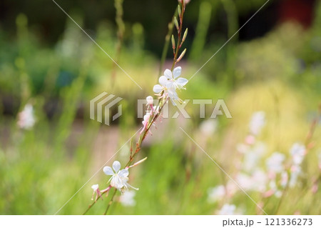ガウラの花　ハクチョウソウ 121336273