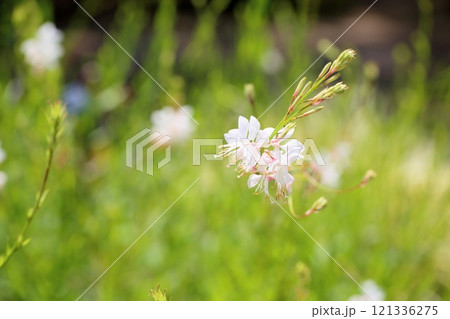 ガウラの花　ハクチョウソウ 121336275