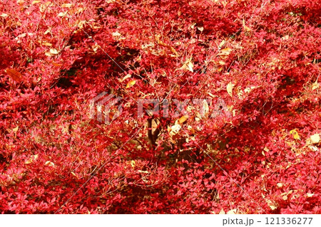 井の頭公園にある真っ赤な葉に散乱した落葉(2) 井の頭公園にある真っ赤な葉に散乱した落葉(2) 121336277