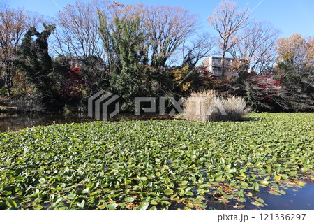 紅葉の菊名池公園 コウホネの群落（横浜市港北区） 121336297
