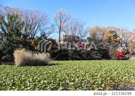 紅葉の菊名池公園 コウホネの群落（横浜市港北区） 121336298