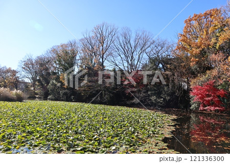 紅葉の菊名池公園 コウホネの群落（横浜市港北区） 121336300