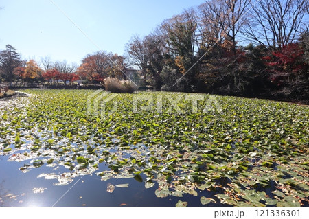 紅葉の菊名池公園 コウホネの群落(横浜市港北区) 紅葉の菊名池公園 コウホネの群落(横浜市港北区) 121336301