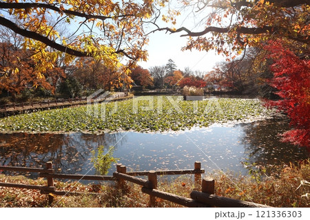 紅葉の菊名池公園 コウホネの群落（横浜市港北区） 121336303