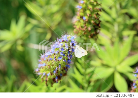 エキウム　カンディカンスの花 121336487